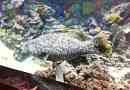 Fish grucker indokan malcanis - livestone